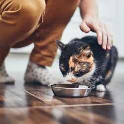 Millised toidud on sinu kassile mürgised?