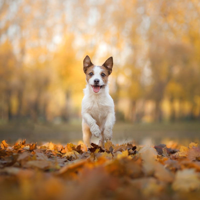 Kasside ja koerte sügishooaeg: karvavahetus, immuunsus ja õige toit