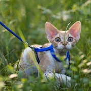 Miks minna kassiga õue jalutama?