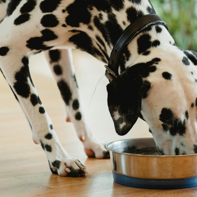 Kuidas minna üle uuele koeratoidule?