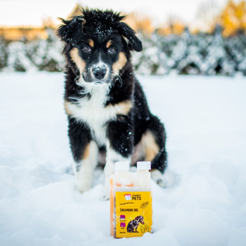 Miks on lõheõli talvisel ajal kassidele ja koertele eriti oluline?
