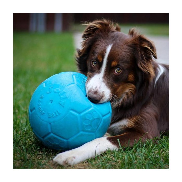 Koer mängib Jolly Pets Mänguasi Koerale Jalgpall