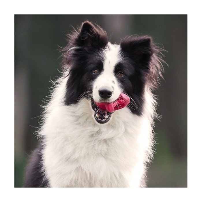 16140-petdreamhouse_chewtastic_geo-astrorolly_toiduga_taidetav_manguasi_koerale-_punane_a.jpg