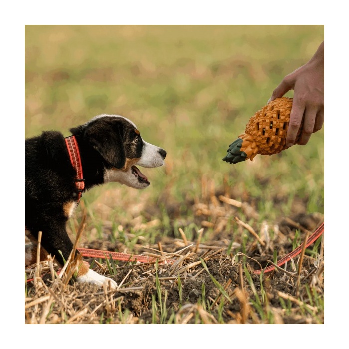 16158-sprenger-koera-manguasi-fruit-challenge-ananass-d.jpg