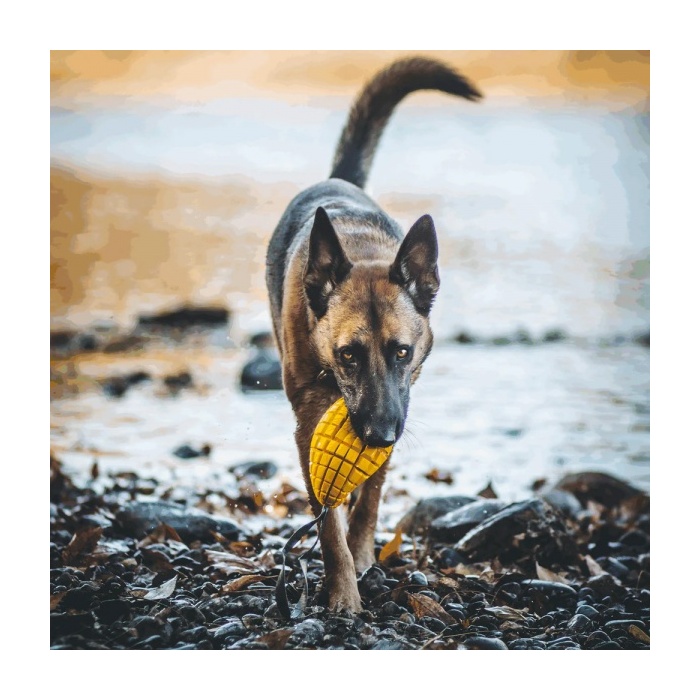 16371-sprenger_koera_manguasi_fruit_challenge_mango_v1.jpg