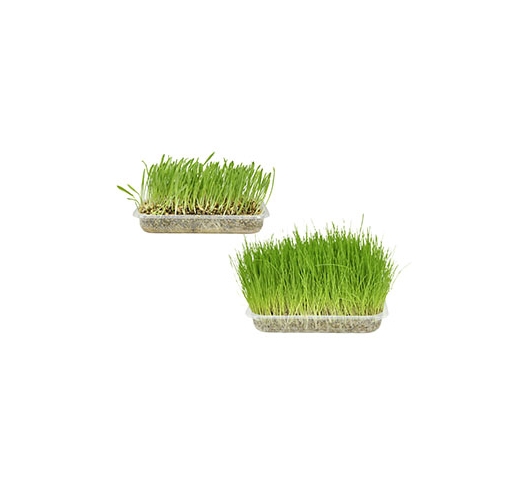 Cat Grass Seeds