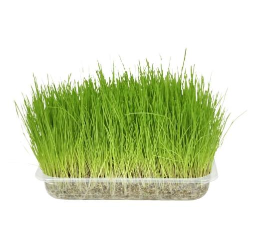 Cat Grass Seeds