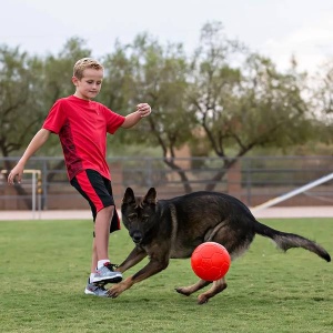 Koer mängib Jolly Pets Mänguasi Koerale Jalgpall