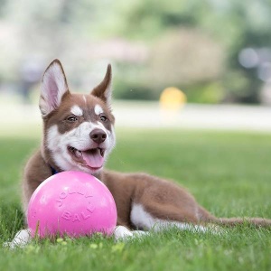 Jolly Pets Koera Mänguasi Bounce-n-Play, Helesinine Ø15cm (Ujub vees)