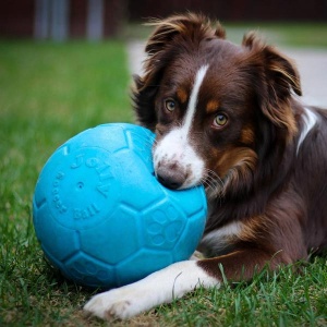 Koer mängib Jolly Pets Mänguasi Koerale Jalgpall