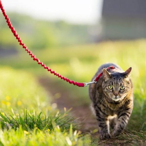 Petsafe Traksid Kassile Easy Walk, Punane S 