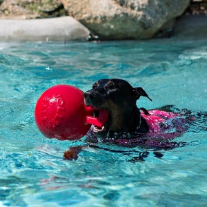 Jolly Pets Tug-n-Toss Mänguasi Koerale, Oranž L 20cm
