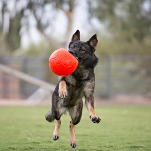 Koer mängib Jolly Pets Mänguasi Koerale Jalgpall