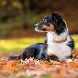 11476-hs-sprenger-necktech-treeningrihm-curogan-lapikrihm.jpg