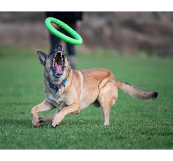 15103-pitchdog30_rongas_manguasi_koerale_1.jpeg