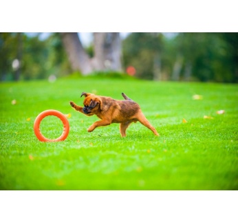 15126-collar_pitchdog_manguasi_2_v2.jpg