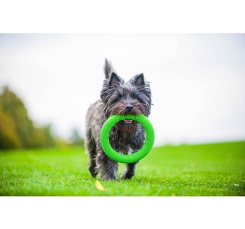 15126-collar_pitchdog_manguasi_v2.jpg
