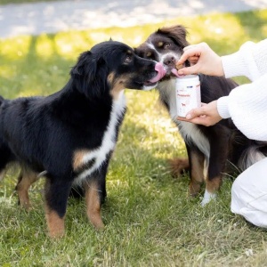 16057-buddy-probiootikumid-b.jpg