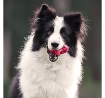 16140-petdreamhouse_chewtastic_geo-astrorolly_toiduga_taidetav_manguasi_koerale-_punane_a.jpg