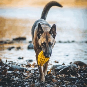 16371-sprenger_koera_manguasi_fruit_challenge_mango_v1.jpg