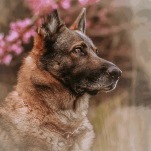 6133-hs-sprenger-kett-curogan-pikk-luli.jpg
