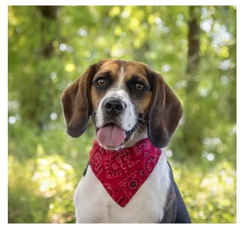 7150-kaelarihm___bandana_pinto_2.jpg