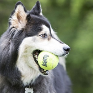 8256-kong-tennispall-xs-manguasi-koerale-1.jpg