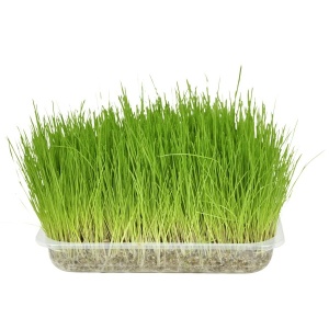 9422-kassimuru-karbis-paksem-kors.jpg