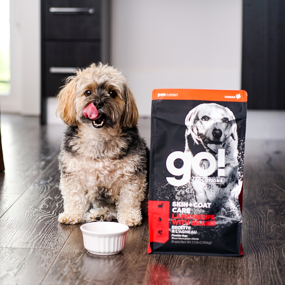 Parimad kuivtoidud väikesele koerale