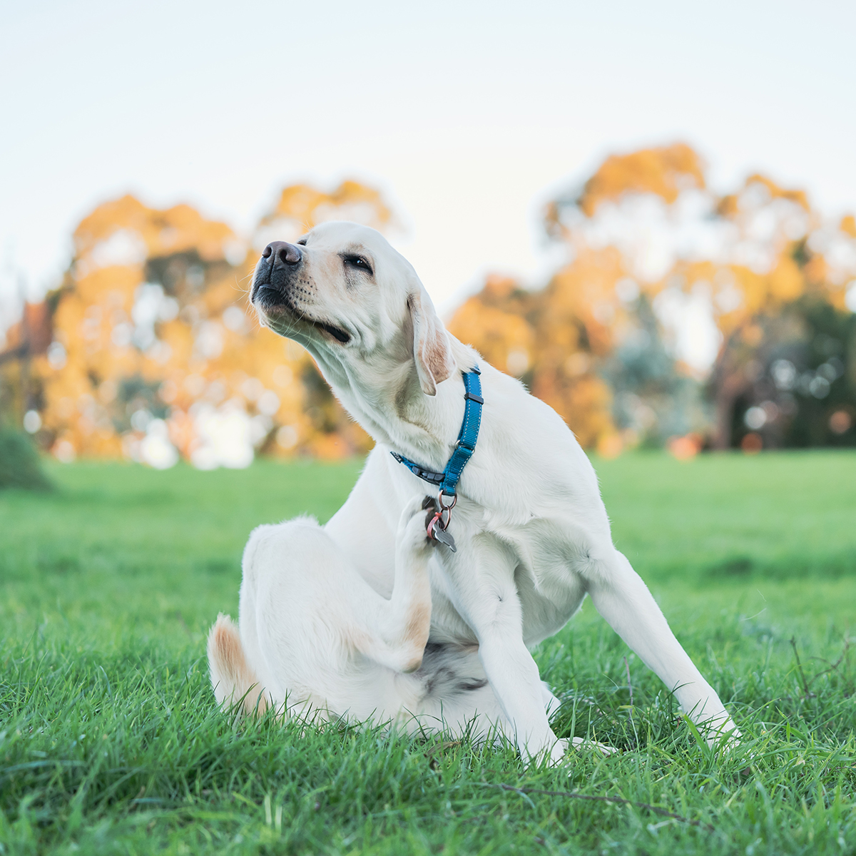 Pärmseen koertel: sümptomid, ravi ja toitumise roll