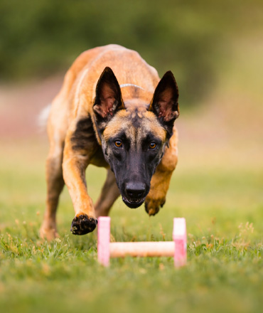 Aukštos kokybės Gappay sporto reikmenys šunims.
