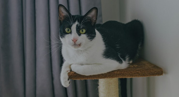 Kraapimispostid kassile